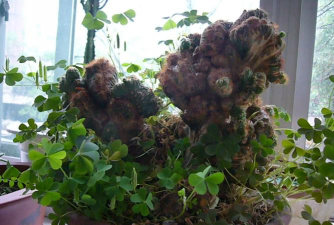 泰国山影拳多久才长大