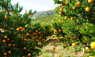 早上市的柑橘走货慢，后期柑橘扎堆成熟，今年行情走势如何