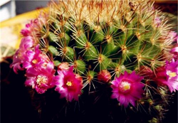 眩美玉怎么繁殖