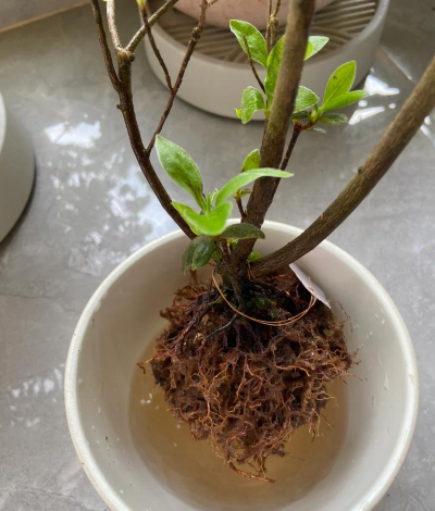 家庭养花用生根粉