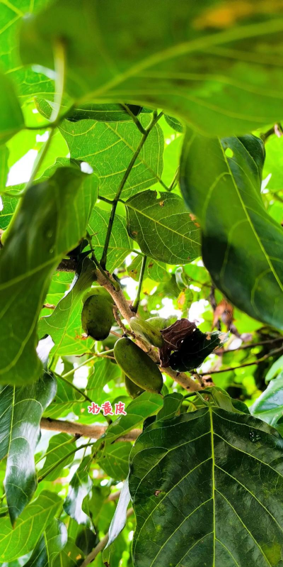 黄皮多久浇一次水