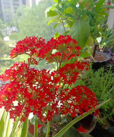 家庭养花用生根粉