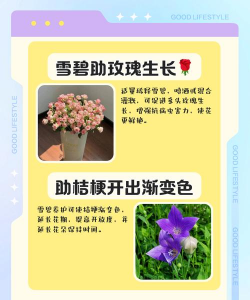 家庭养花用生根粉