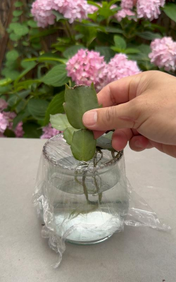 家庭养花用生根粉