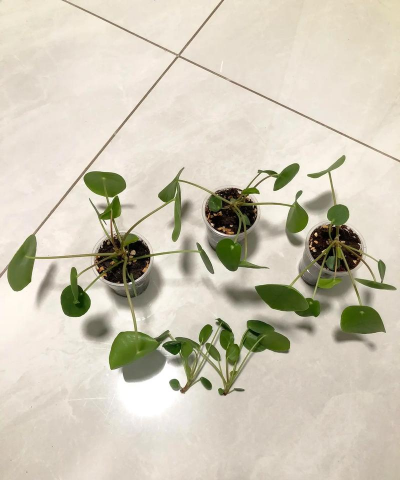 家庭养花用生根粉