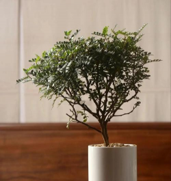 木香冬季怎么养