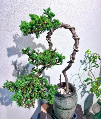 侧柏怎么制作盆景