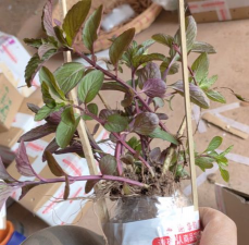 家庭养花用生根粉