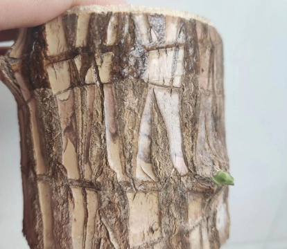 巴西木土培多久出芽 巴西木土培多久出芽