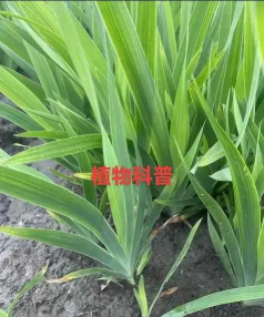 射干花种要多久才发芽