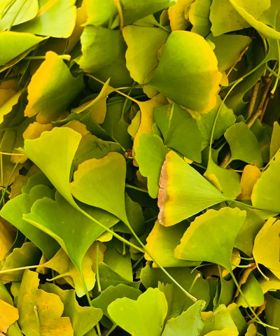 银杏叶花能放多久