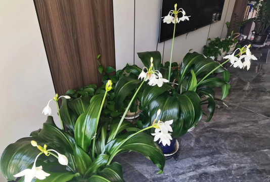 南美水仙花期是多久