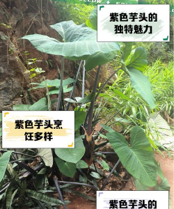 紫芋头怎么种植