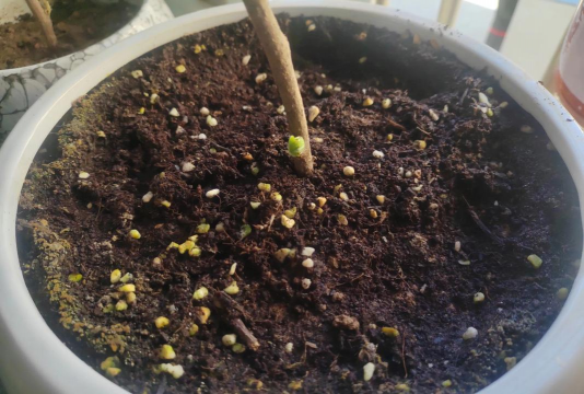 家庭养花用生根粉