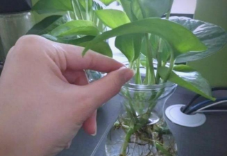 家庭养花用生根粉