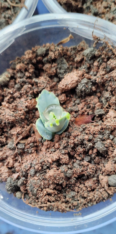 刚种多肉小苗多久浇水