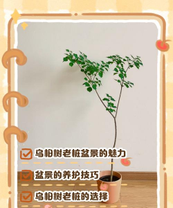 乌桕盆景怎么养