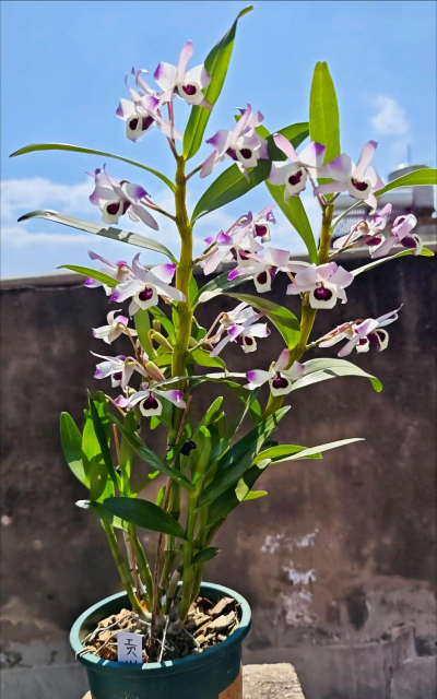 家庭养花用生根粉