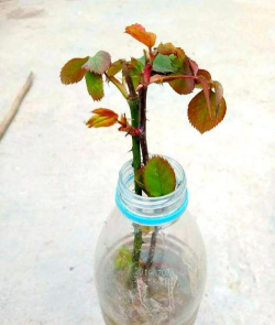 家庭养花用生根粉