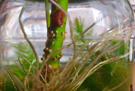 家庭养花用生根粉