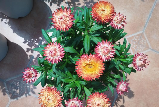 麦秆菊养多久做干花