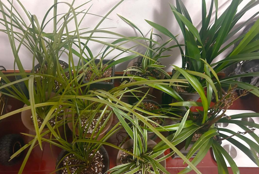 家庭养花用生根粉