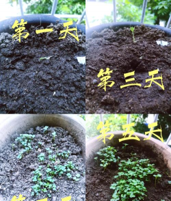 家庭养花用生根粉