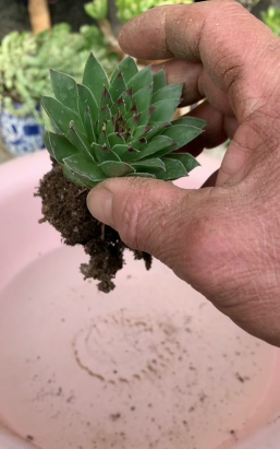 家庭养花用生根粉