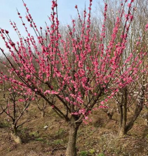 梅花树苗多久开花结果