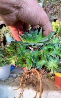 家庭养花用生根粉