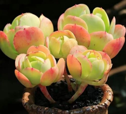 鸡蛋碧桃怎么养