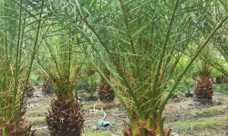 如何移栽加拿利海枣