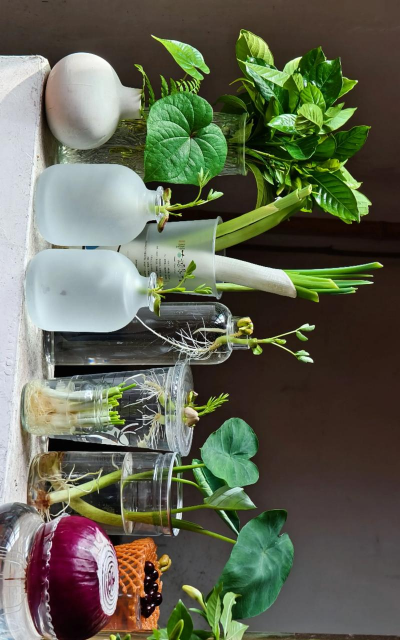 家庭养花用生根粉