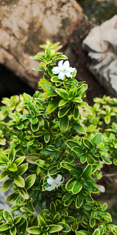 六月雪多久才开花