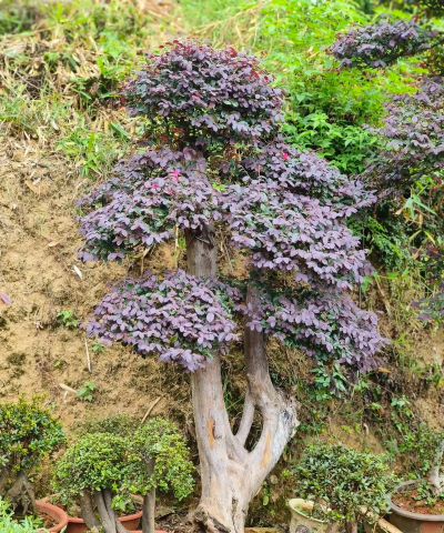 红花继木多久修剪一次