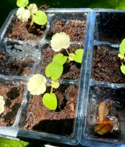 家庭养花用生根粉