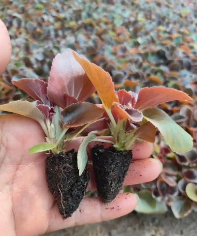 四季海棠怎么移植