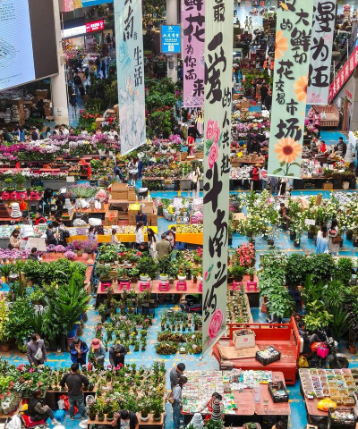 斗南花卉市场怎么样