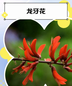 龙牙花多久浇一次水