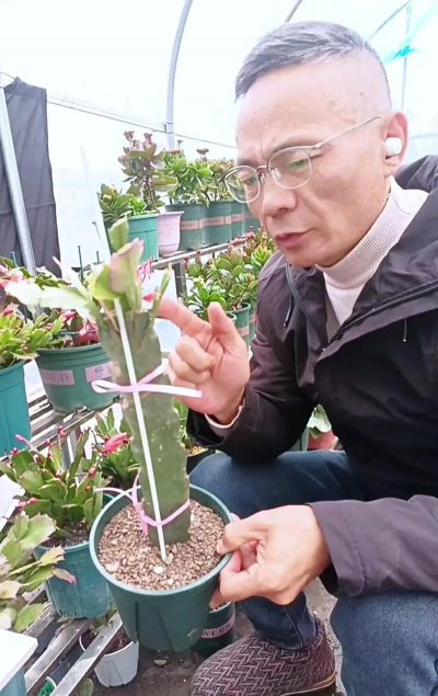 家庭养花用生根粉