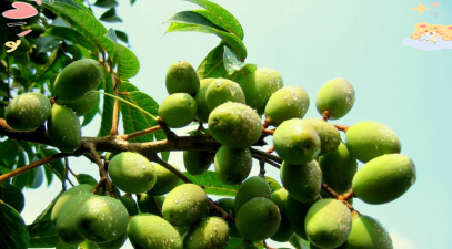 橄榄果有什么色