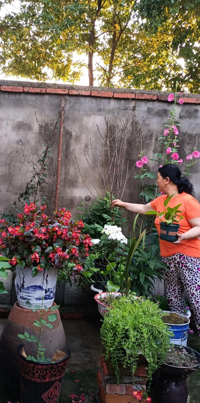 家庭养花用生根粉