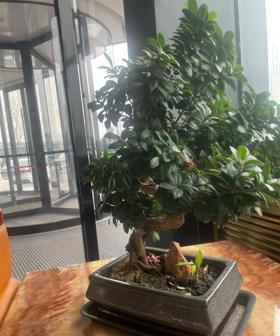 家庭养花用生根粉