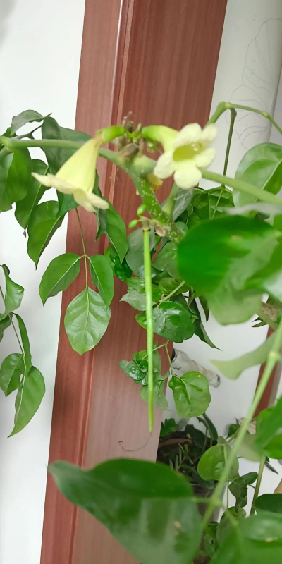 幸福树多久开花结果