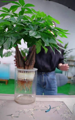 家庭养花用生根粉