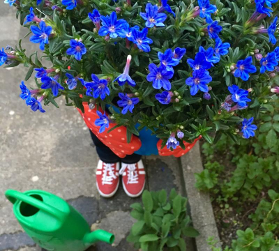 家庭养花用生根粉