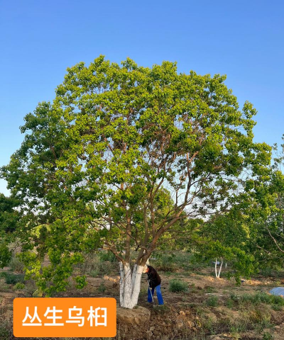 丛生乌桕种植技术、九江供应丛生乌桕价格1元、九江15公分乌桕、九江乌桕小苗