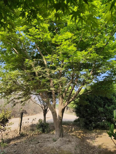 鸡爪槭种植技术、九江供应20公分鸡爪槭价格3.5元、九江批发18公分鸡爪槭、九江12公分鸡爪槭