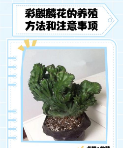 彩麒麟怎么养殖