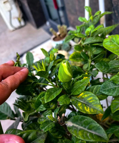 栀子花多久落一次叶子